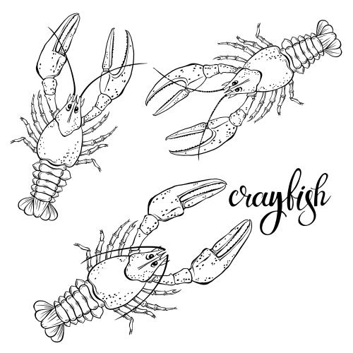 Crayfish. Vector three crabs on white