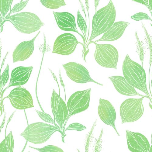 Raster image watercolor mugwort on white