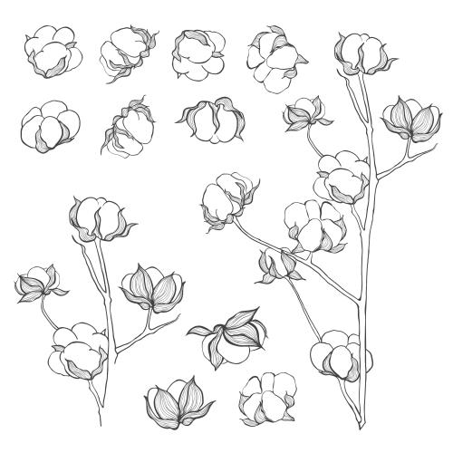 Cotton. Vector cotton twigs and boxes, white options