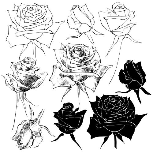 Rose. Vector roses variations on white
