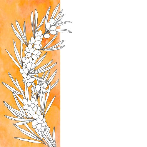 Vector image sea buckthorn branch with berries on an orange watercolor fragment space for text on white