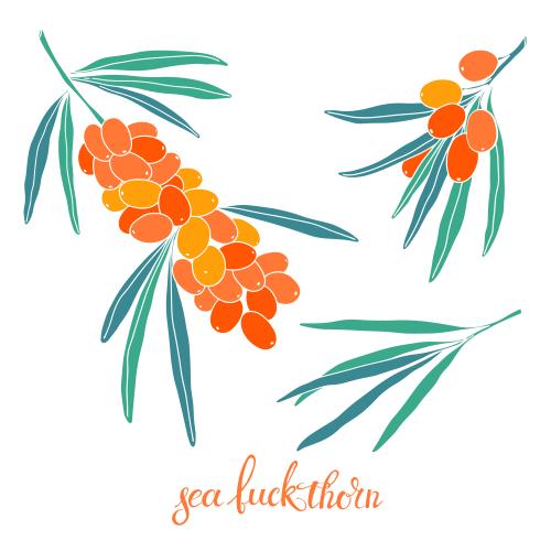 Sea buckthorn. Vector sea buckthorn branches with berries leaves on white