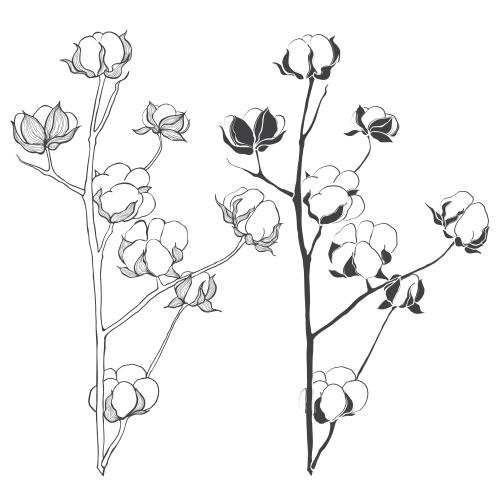 Cotton. Vector cotton two branches on white