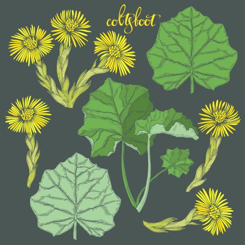 Coltsfoot. Vector flowers and leaves of mother-of-pearl, colored silhouettes on dark gray