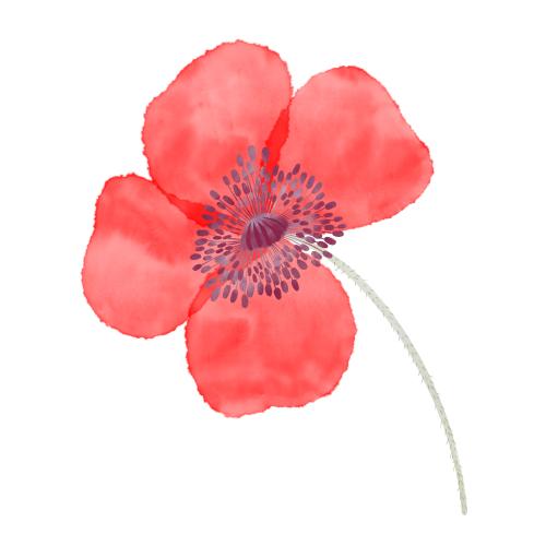 Raster image watercolor poppy