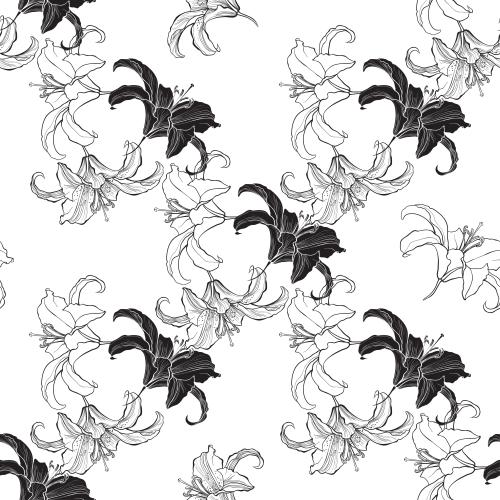 Lily. Vector lilies, contours and silhouettes of flowers on white