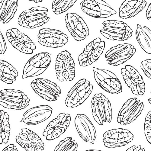 Nut. Vector pecan nuts on white