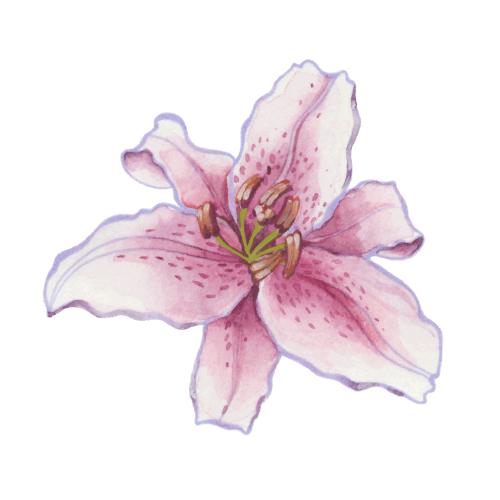 Lily. Vector lily flower on white
