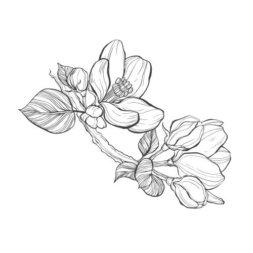 Apple tree. Vector apple tree branch with flowers and buds