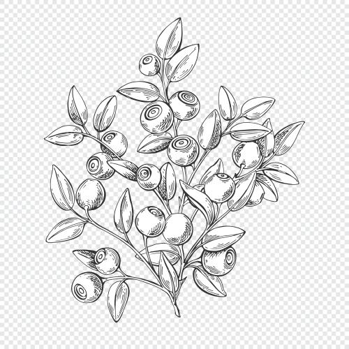 Bilberry. Vector blueberry bush