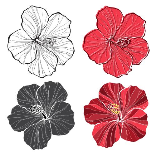 Hibiscus. Vector hibiscus flowers, four different options on white