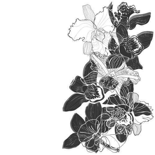 Illustration orchids silhouettes and contours space for text on white