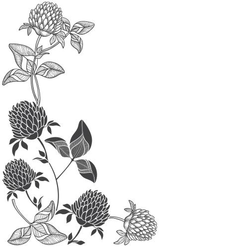 Clover. Vector clover monochrome outlines and silhouettes place for text on white corner composition