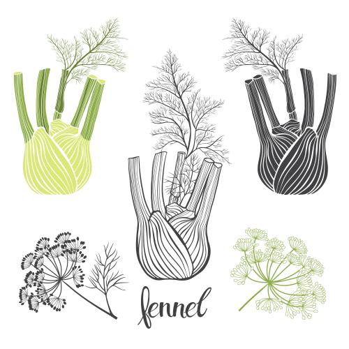 Fennel. Vector fennel, various options on white
