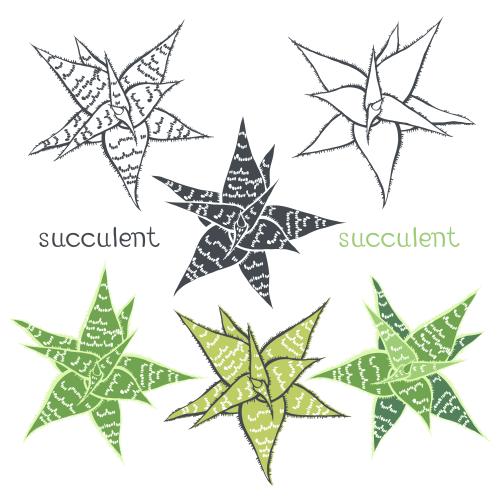 Illustration succulent six variants on white