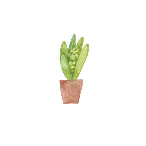Raster image watercolor hyacinth in a pot on white