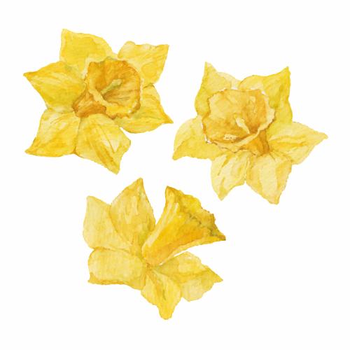 Illustration three yellow daffodil flowers on white