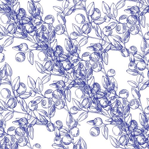 Vector image blueberry twigs with berries, blue outlines on white