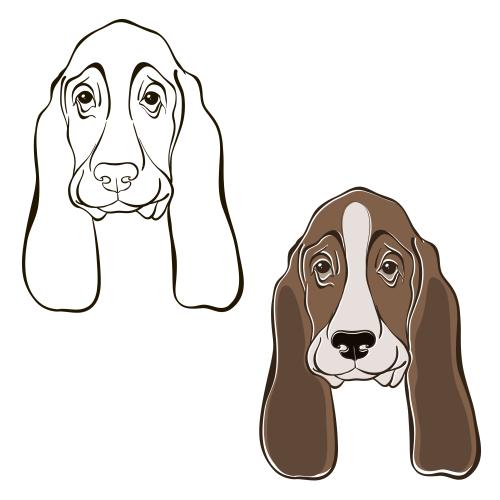 Basset hound. Vector heads of basset hounds on white