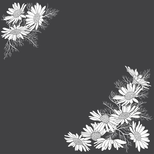 Vector image daisies text area on black corner composition