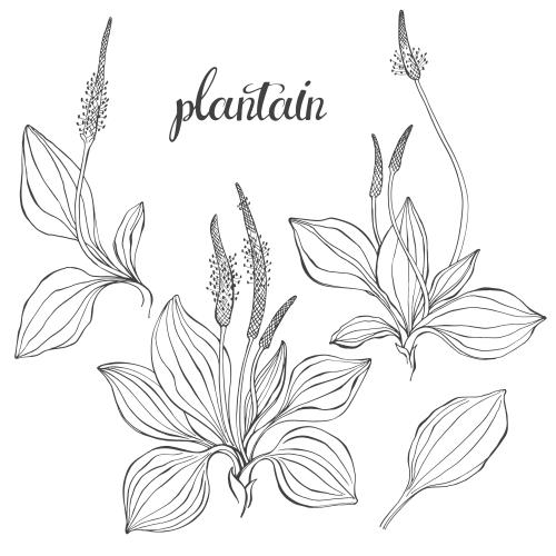 Plantain. Vector plantain contour options on white