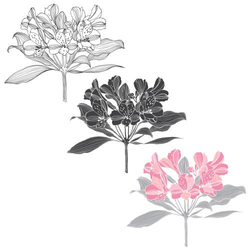 Alstroemeria. Vector flowers of alstromeria, three variations on white