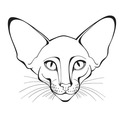 Oriental cat. Vector oriental cat face on white