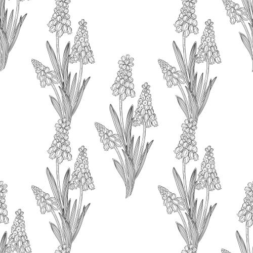 Muscari. Vector muscari on white