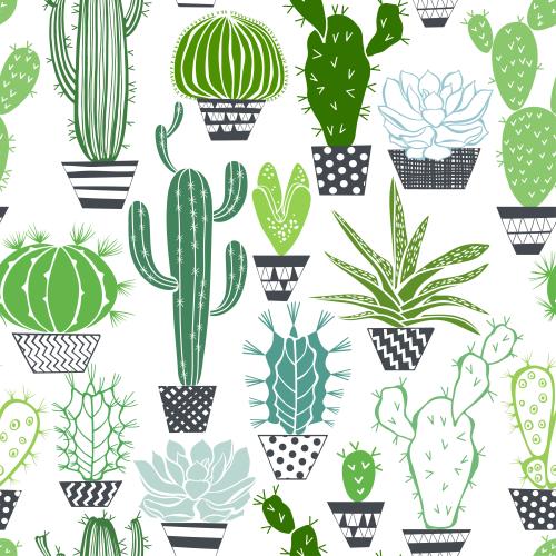 Cactus. Vector cacti and succulents in pots on white