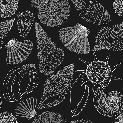 Scallop. Vector shells, nautiluses, scallops, sea urchin, white outlines on black
