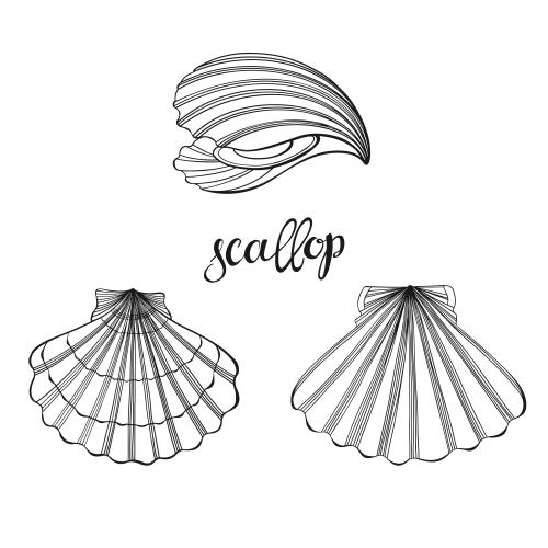 Scallop. Vector white combs three options