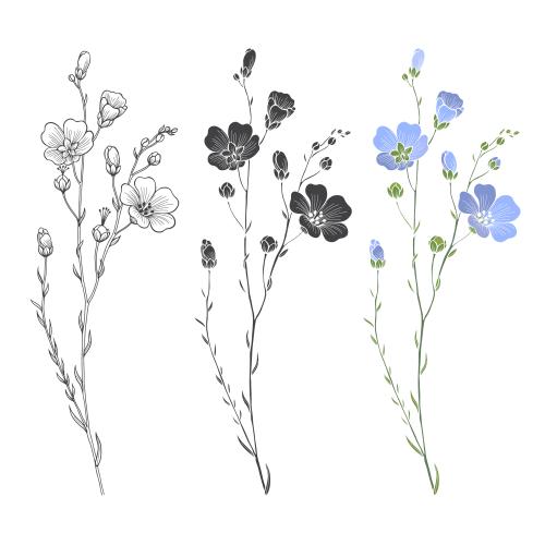 Flax. Vector flax branches with flowers and buds on white three options