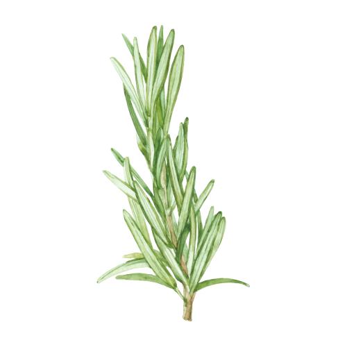Raster image watercolor rosemary branch on white