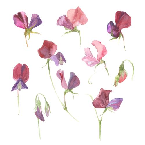 Raster image watercolor fragrant peas ten flowers on white