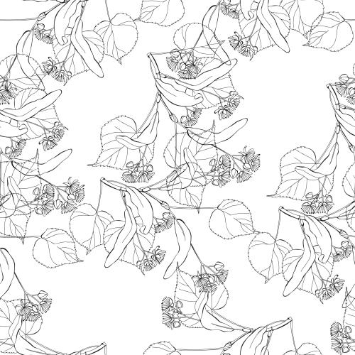 Linden. Vector linden tree contours on white