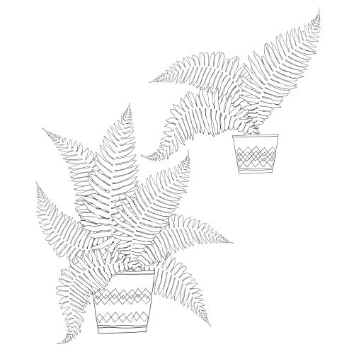 Fern. Vector ferns in pots, sketch on white