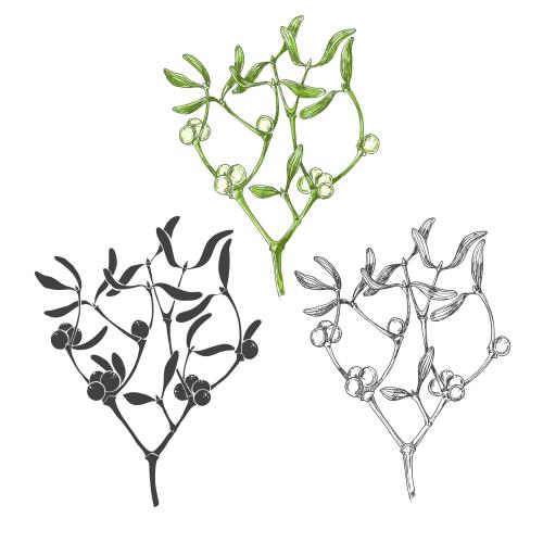 Mistletoe. Vector mistletoe branches, three options on white