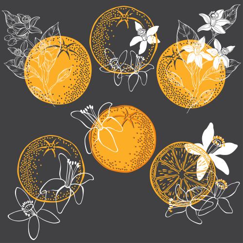 Object. Vector flowers neroli and oranges, various options on black