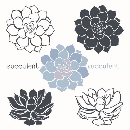 Succulent. Vector succulents five options on white