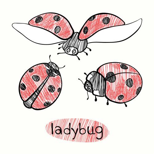 Ladybug. Vector cartoon ladybugs on white