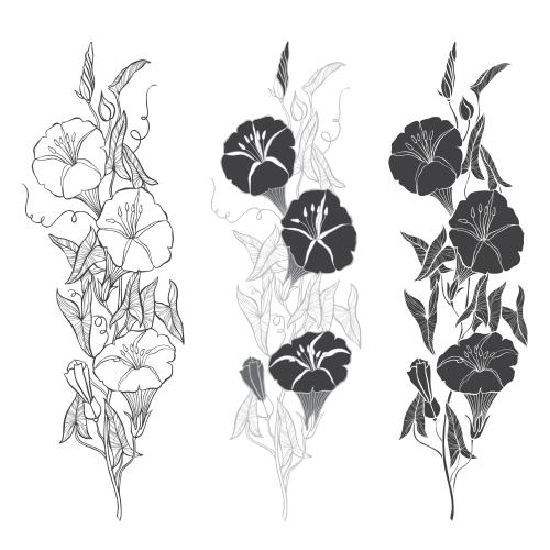 Bindweed. Vector flowering morning glory, three different variants