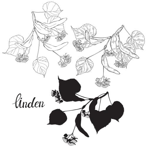 Linden. Vector lime, three options on white