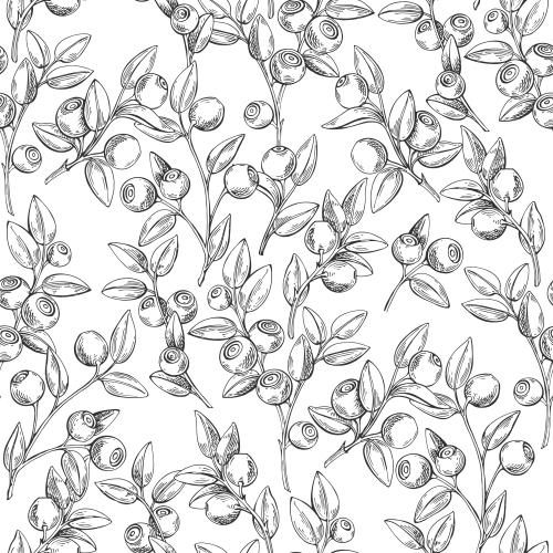Illustration blueberry branches with berries on white