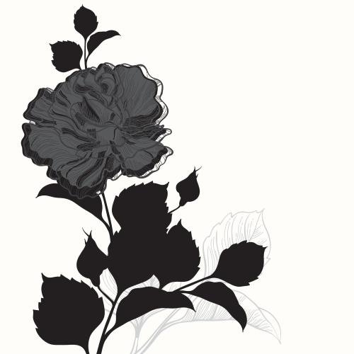 Rose. Vector rose with buds and leaves on white