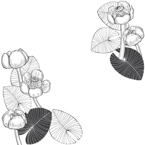 Water lily. Vector monochrome water lilies and leaves space for text on white corner composition