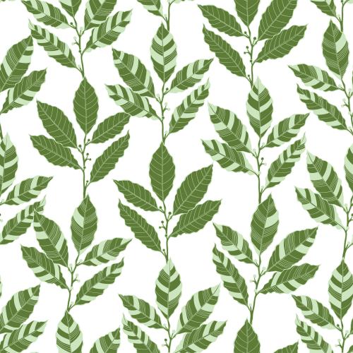 Bay. Vector stylized green laurel branches on white