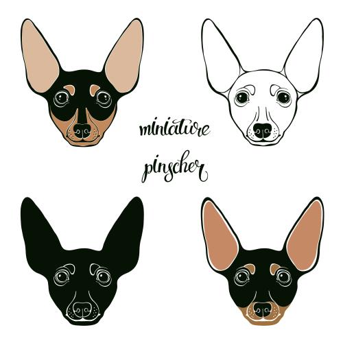 Dog. Vector cute faces of pinschers four options on white