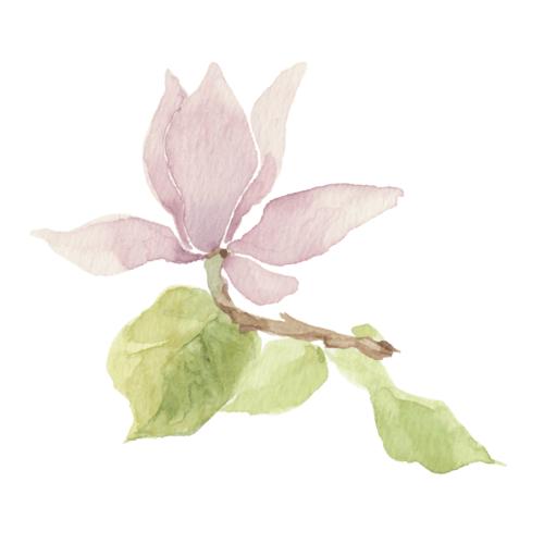 Magnolia. Vector magnolia flower with leaves on white