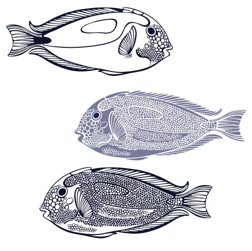 Vector image exotic fish, contours and silhouette on white, three variants