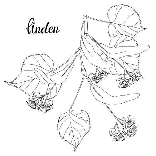 Linden. Vector linden branch contour on white